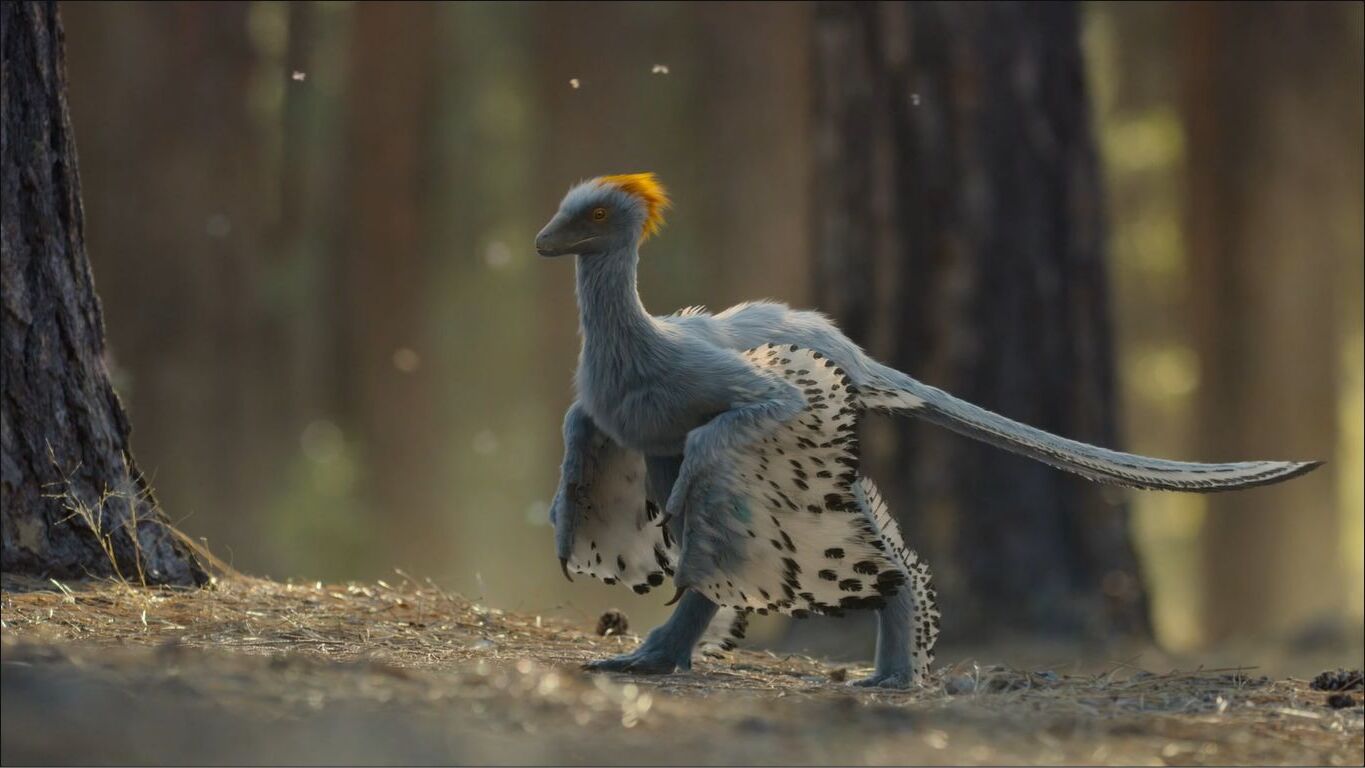 40-facts-about-anchiornis