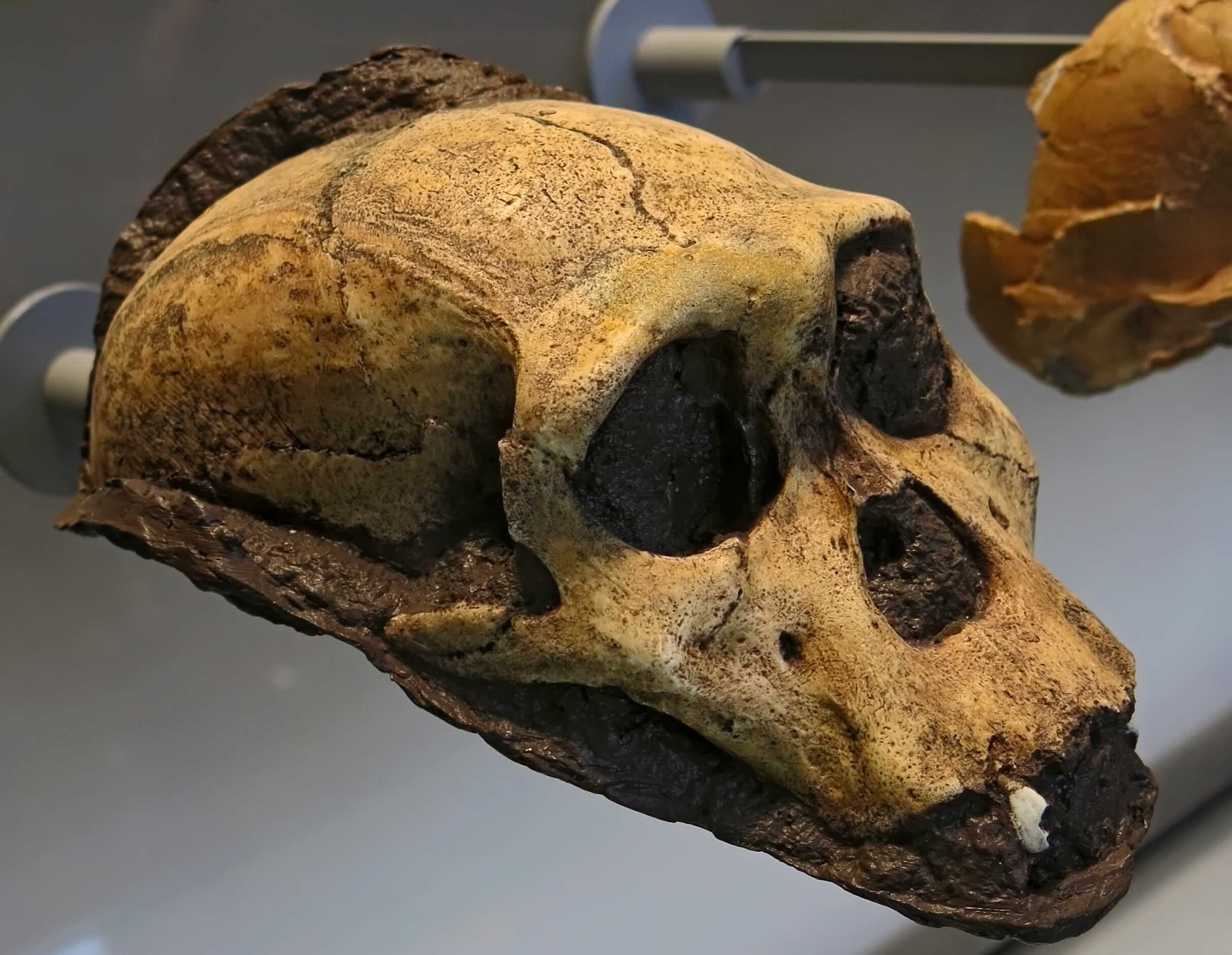 40-facts-about-australopithecus-sediba