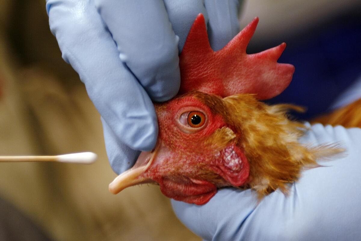 40-facts-about-avian-influenza