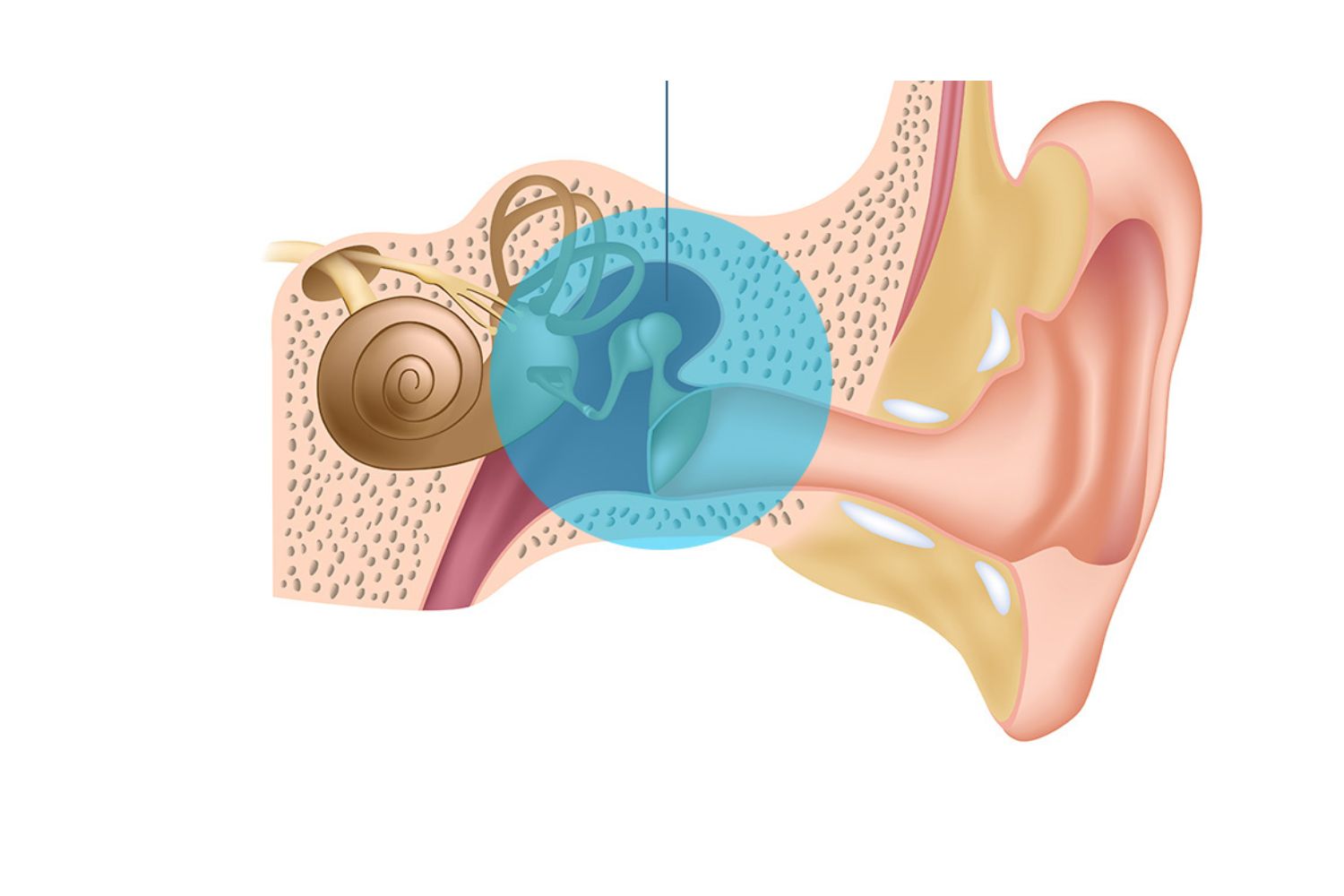 40-facts-about-conductive-deafness