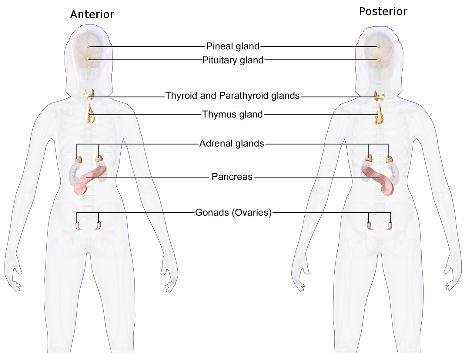 40-facts-about-endocrinopathy