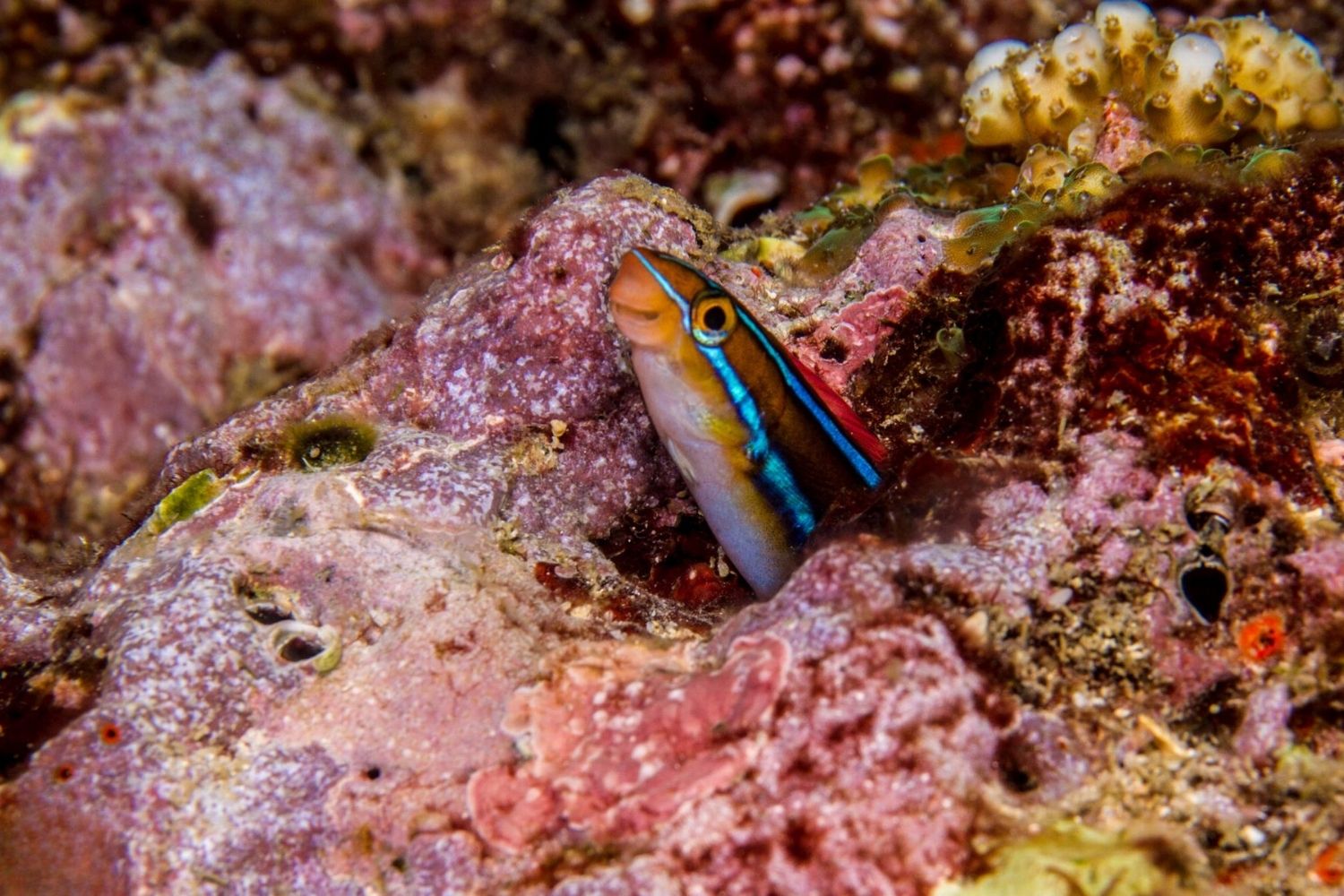 40 Facts About Fangblenny - Facts.net