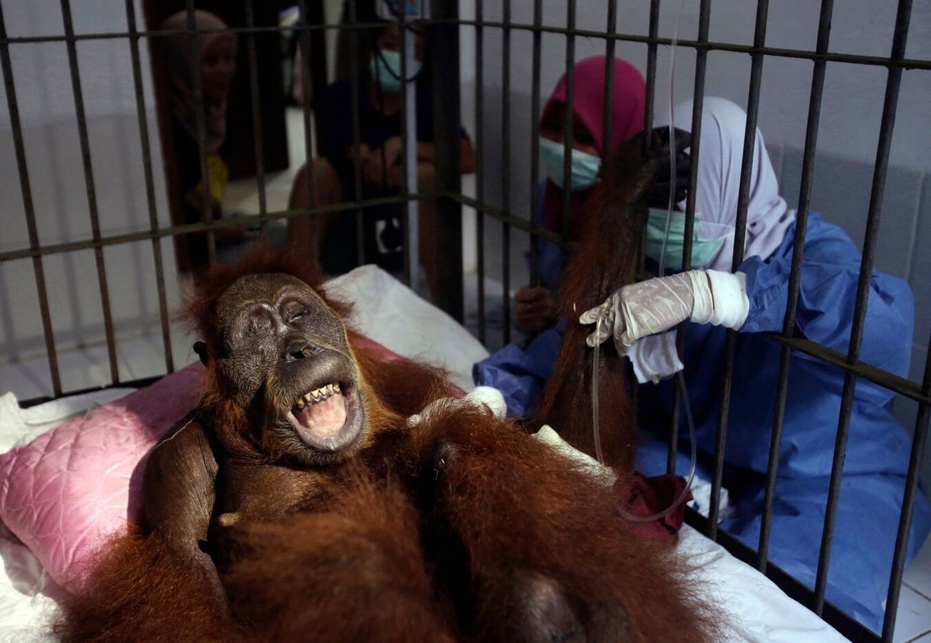 40-facts-about-hope-the-orangutan