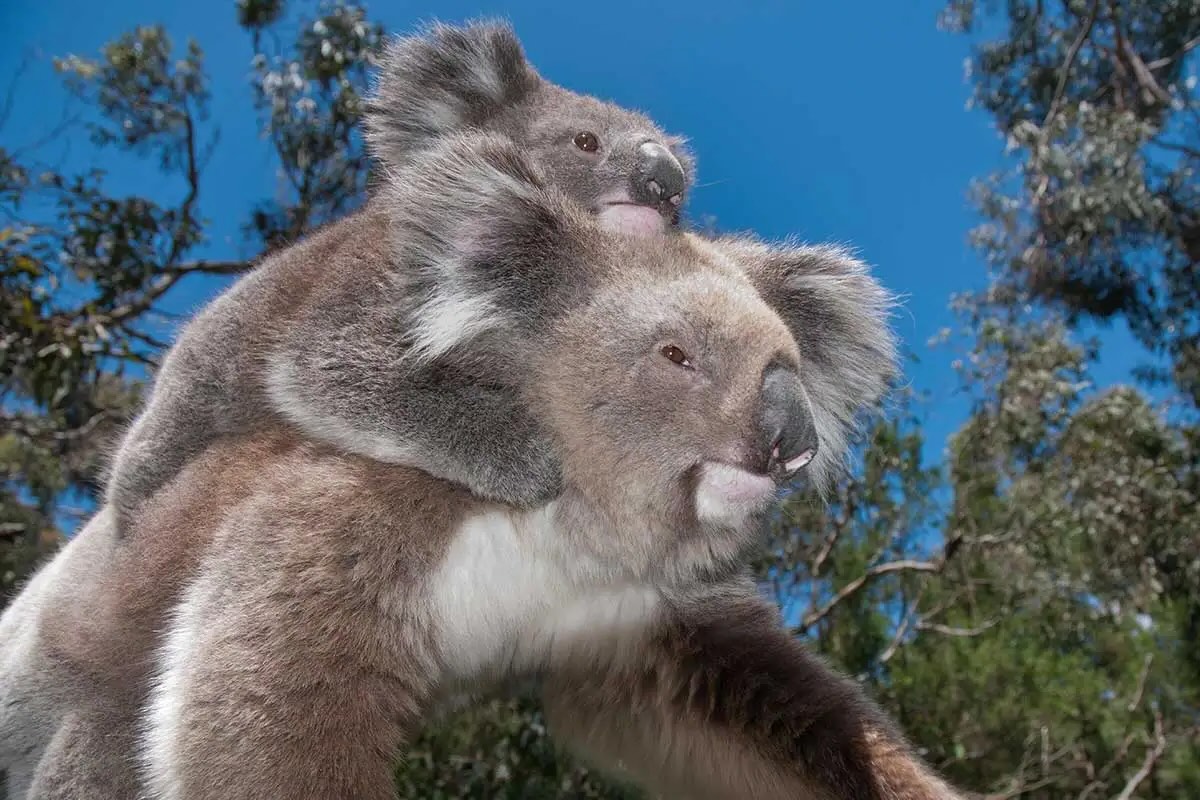 40-facts-about-koalas-functionally-extinct