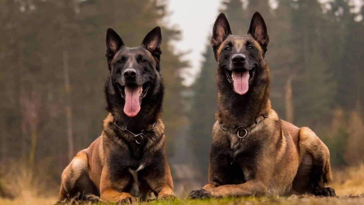 50-facts-about-belgian-malinois