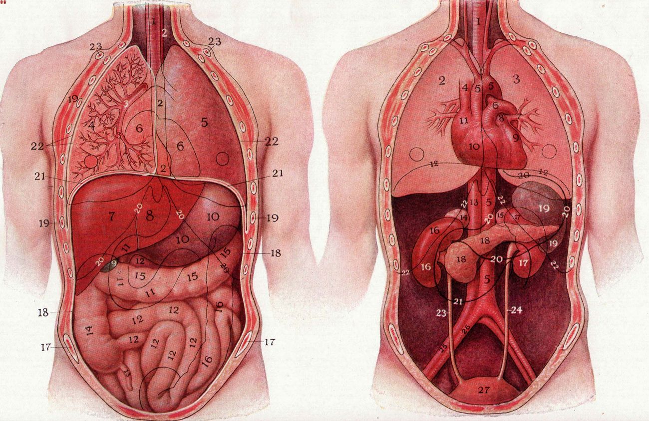 50-facts-about-heterotaxy