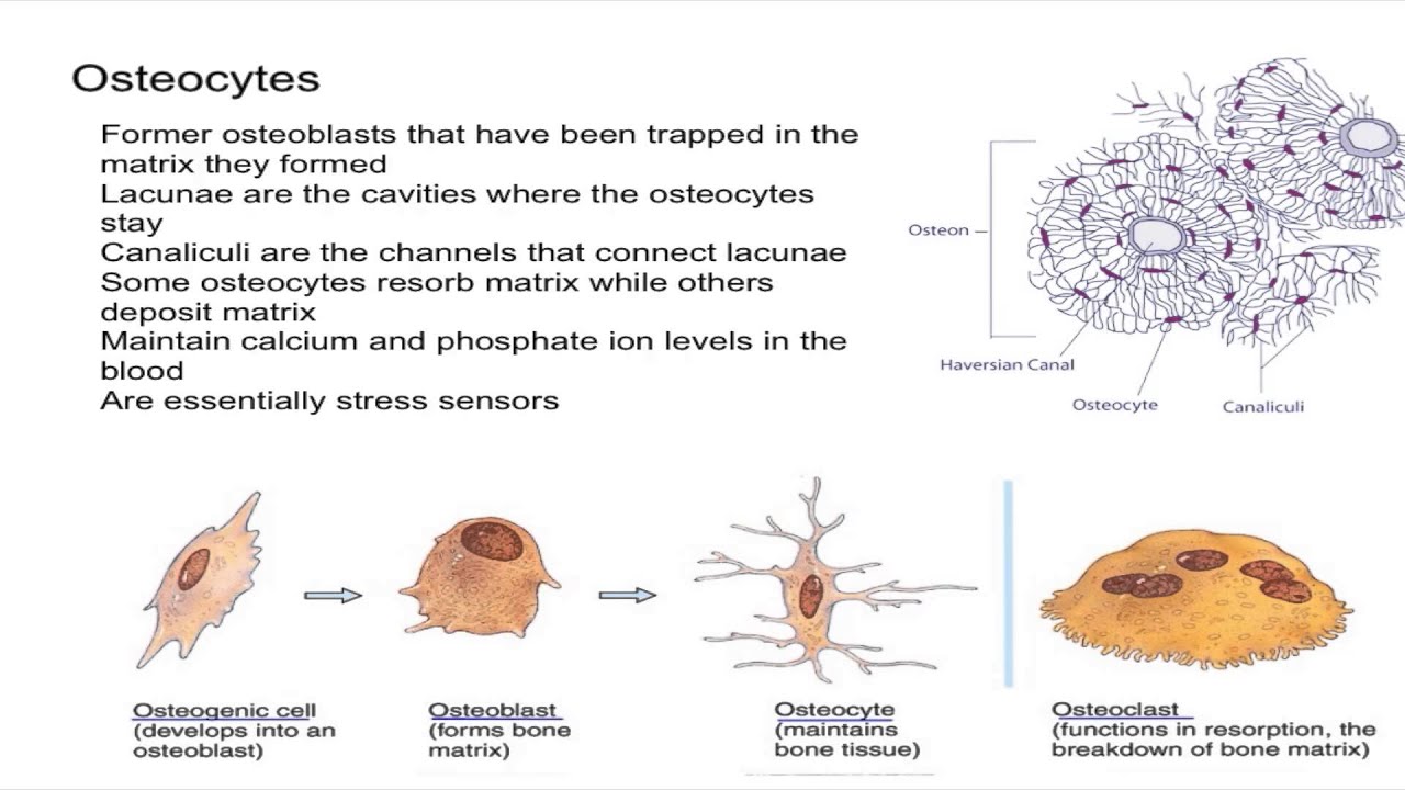 50-facts-about-osteocytes