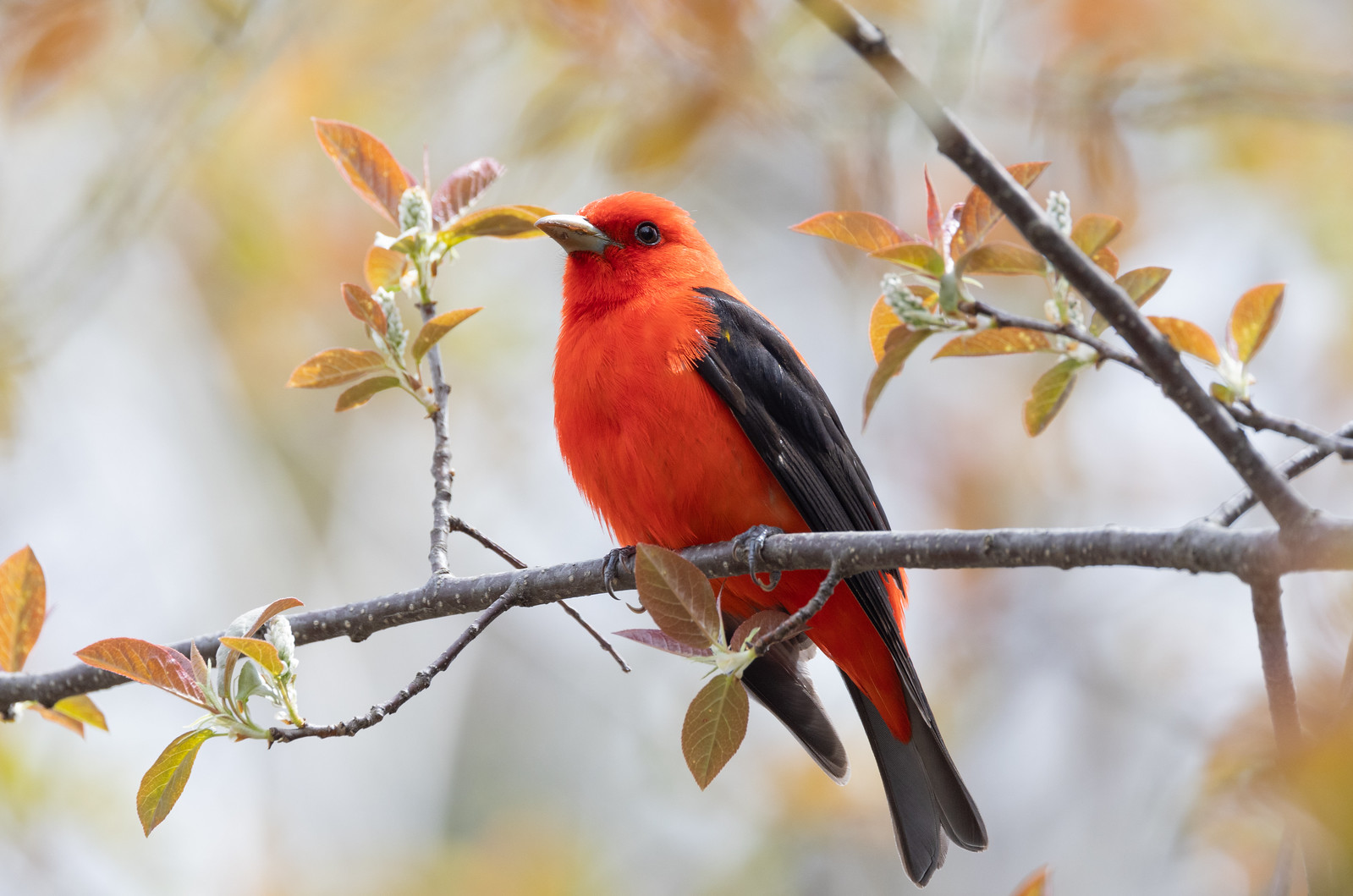 50 Facts About Scarlet Tanager - Facts.net