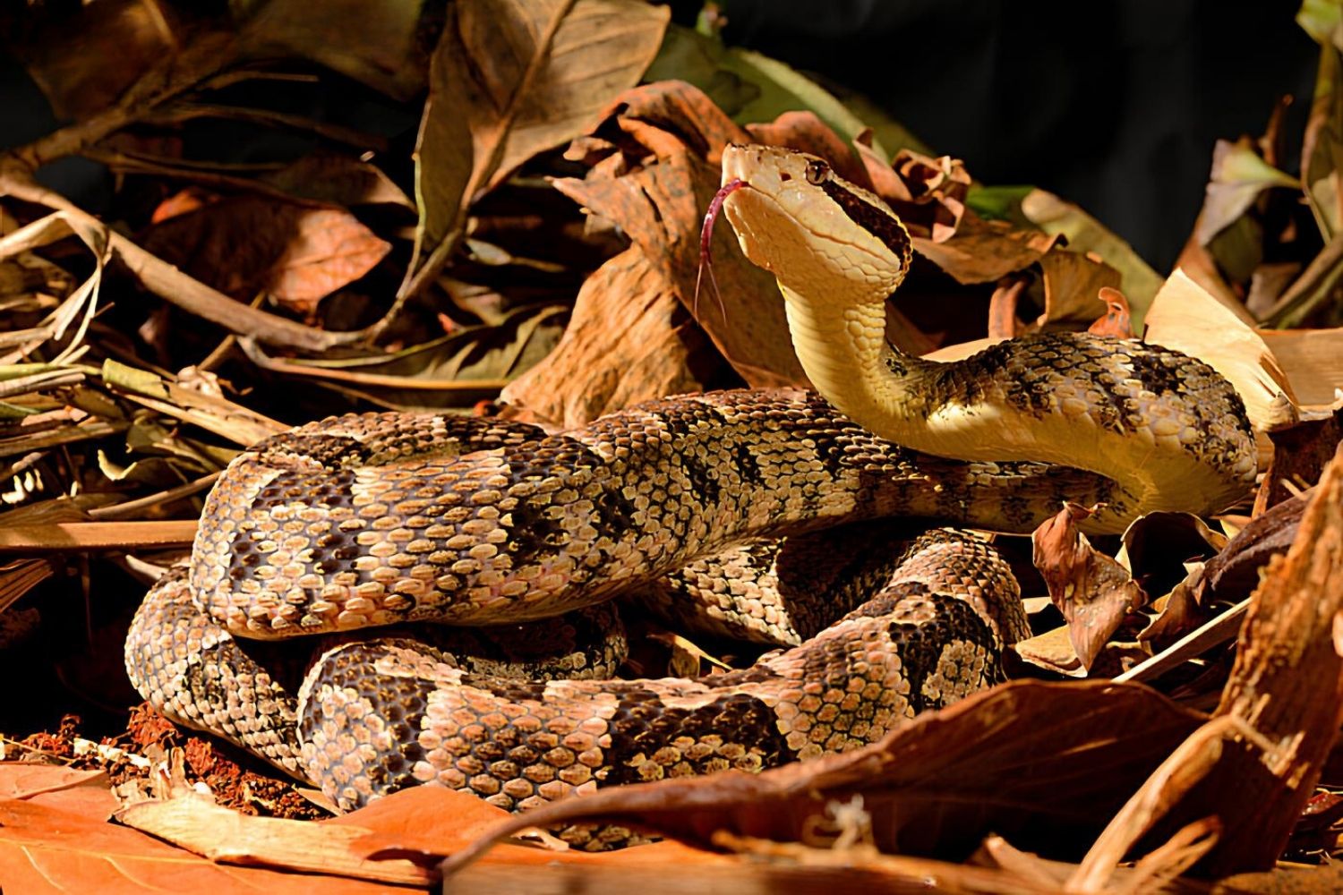 25-facts-about-envenomization-by-bothrops-lanceolatus