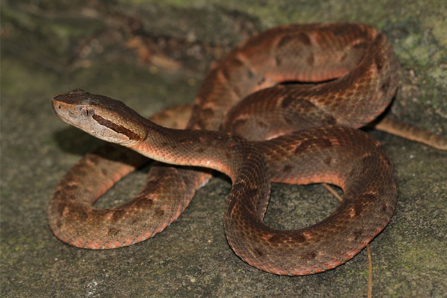 25-facts-about-envenomization-by-the-martinique-lancehead-viper