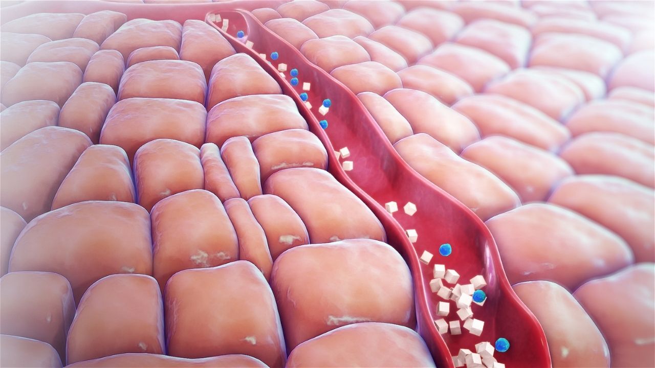 25-facts-about-phosphoenolpyruvate-carboxykinase-1-deficiency