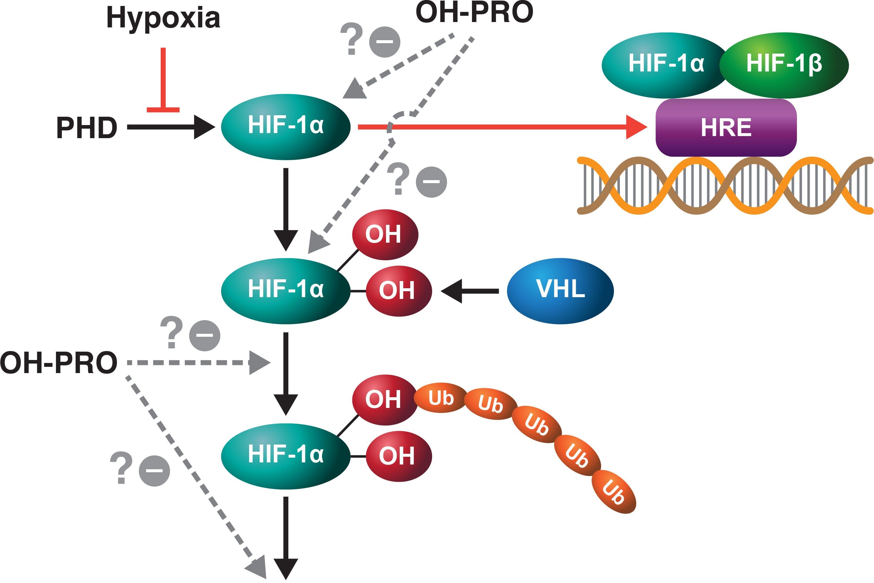 30-facts-about-hyperprolinemia-type-ii