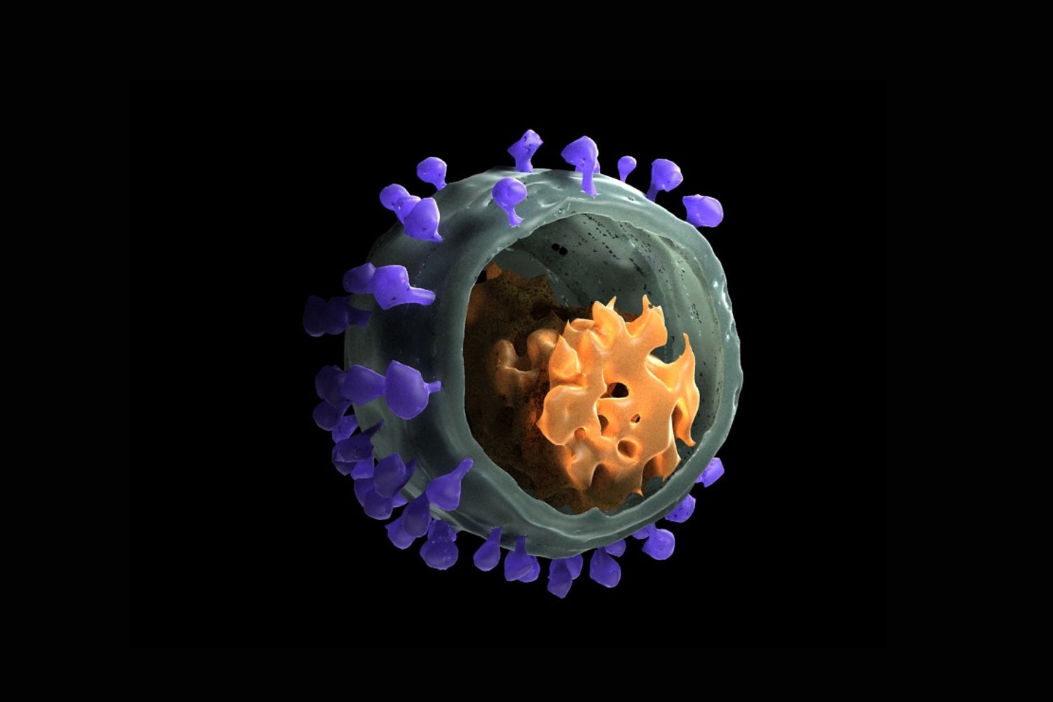 30-facts-about-simian-b-virus-infection