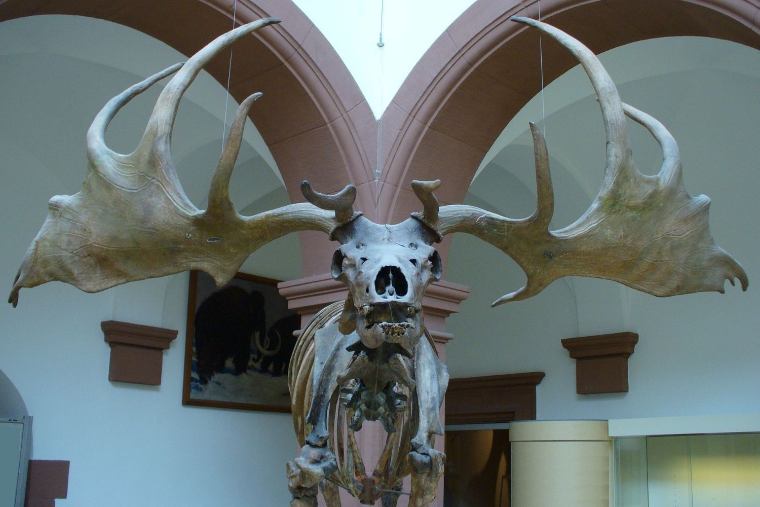 34-facts-about-irish-elk-skull