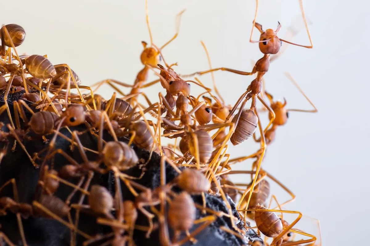 35-facts-about-african-ant-supercolony