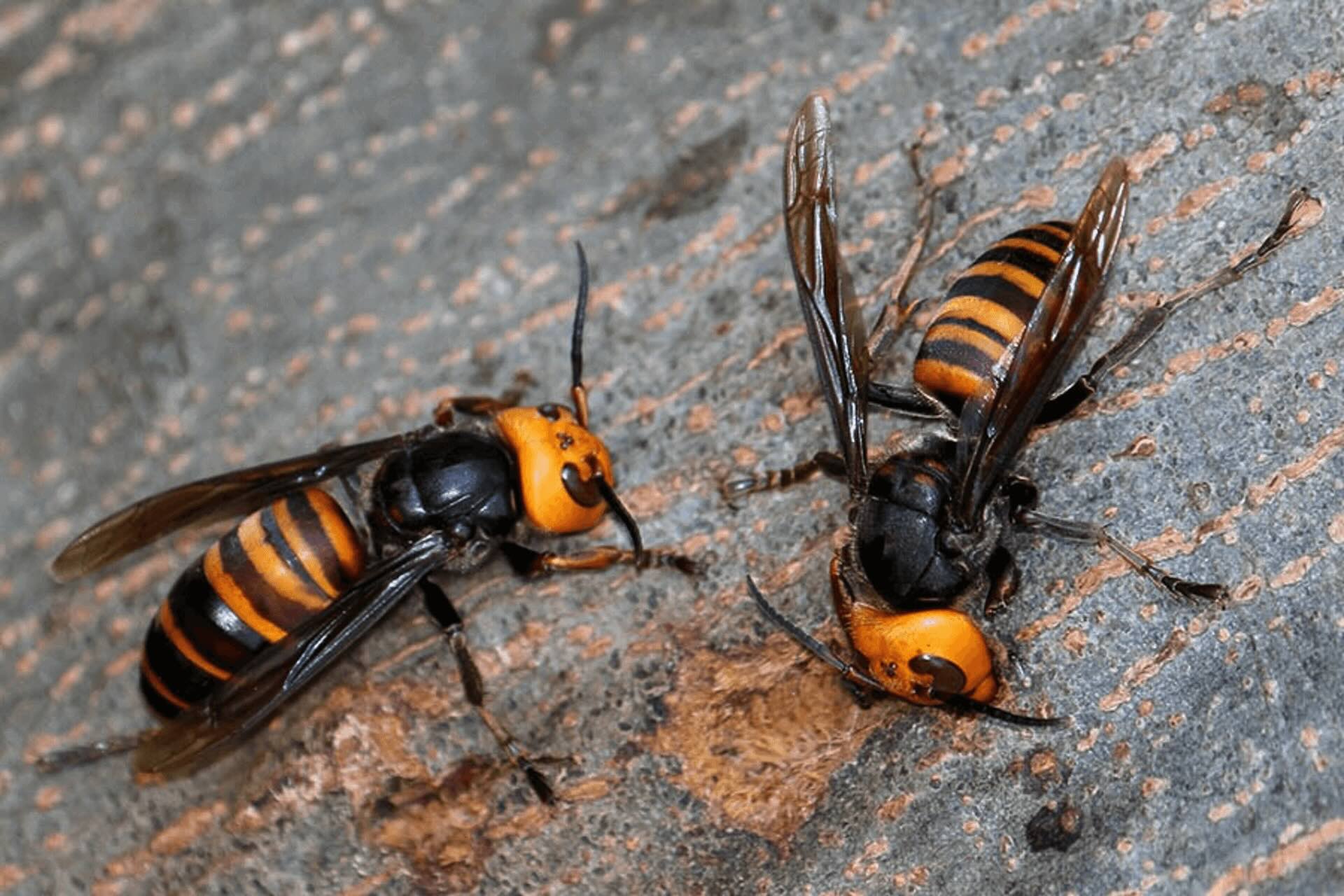 35-facts-about-asian-giant-hornet