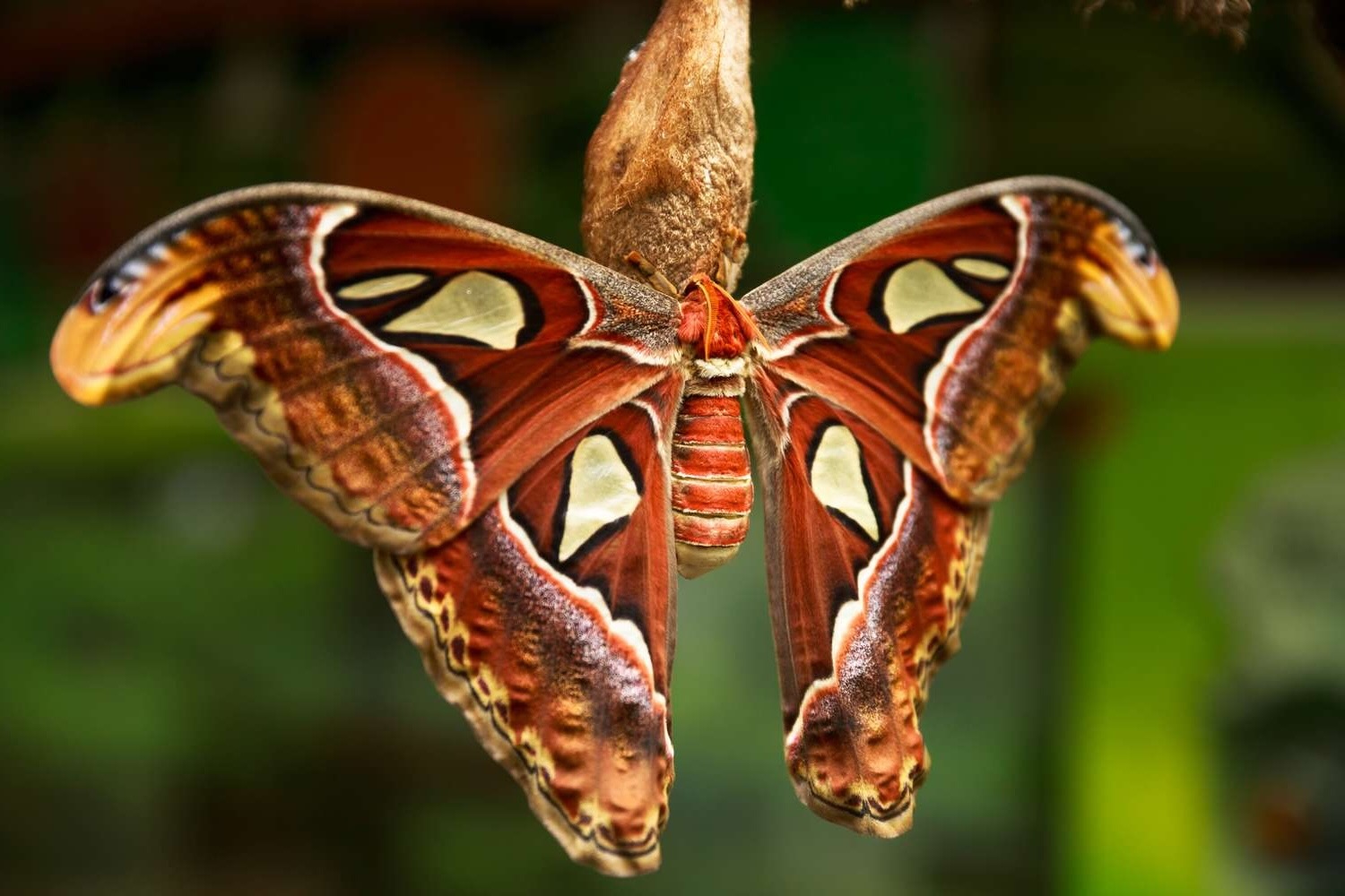 35-facts-about-beautiful-moth-species