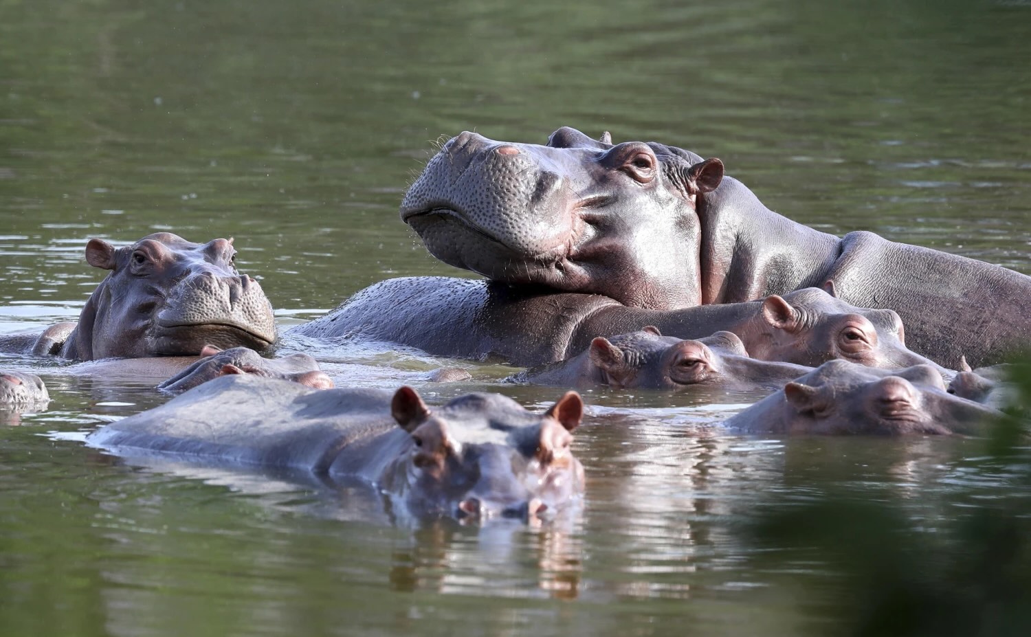 35-facts-about-cocaine-hippos