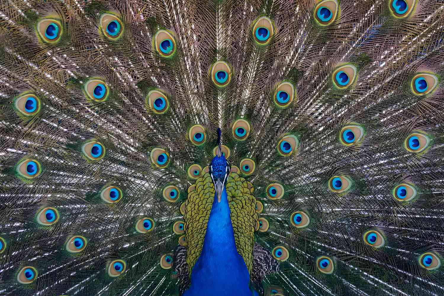 35-facts-about-coconut-grove-peacock