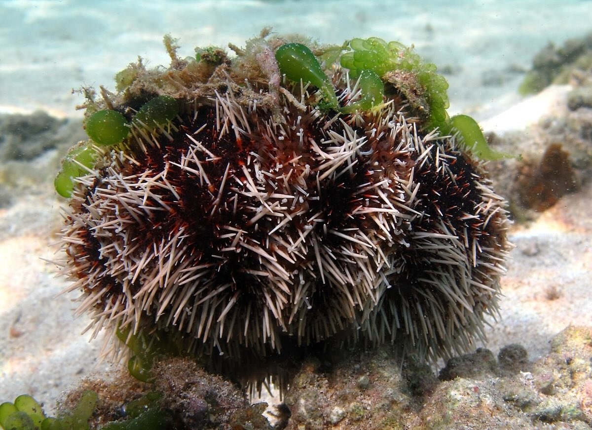 35-facts-about-collector-urchin