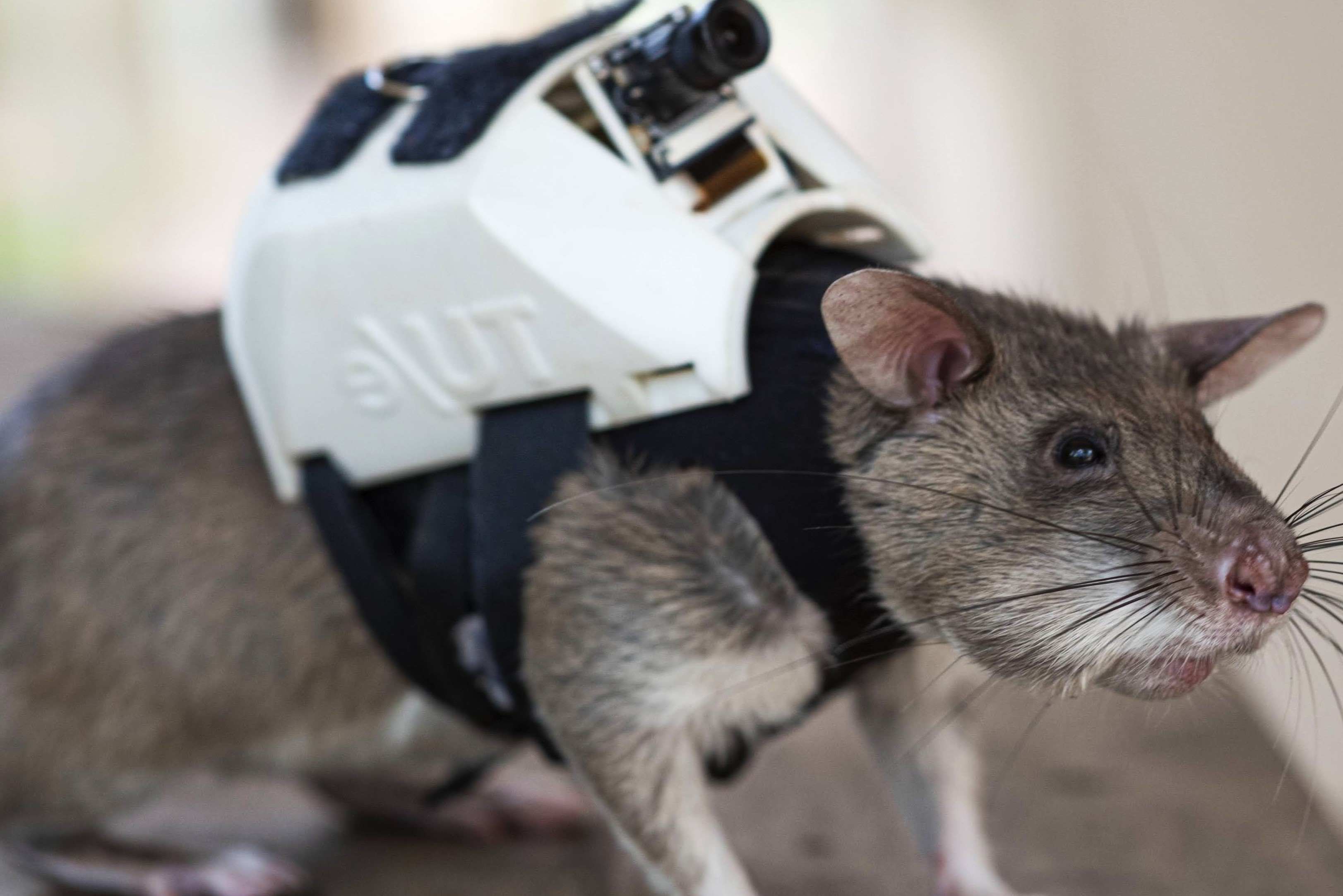 35-facts-about-earthquake-rescue-rats