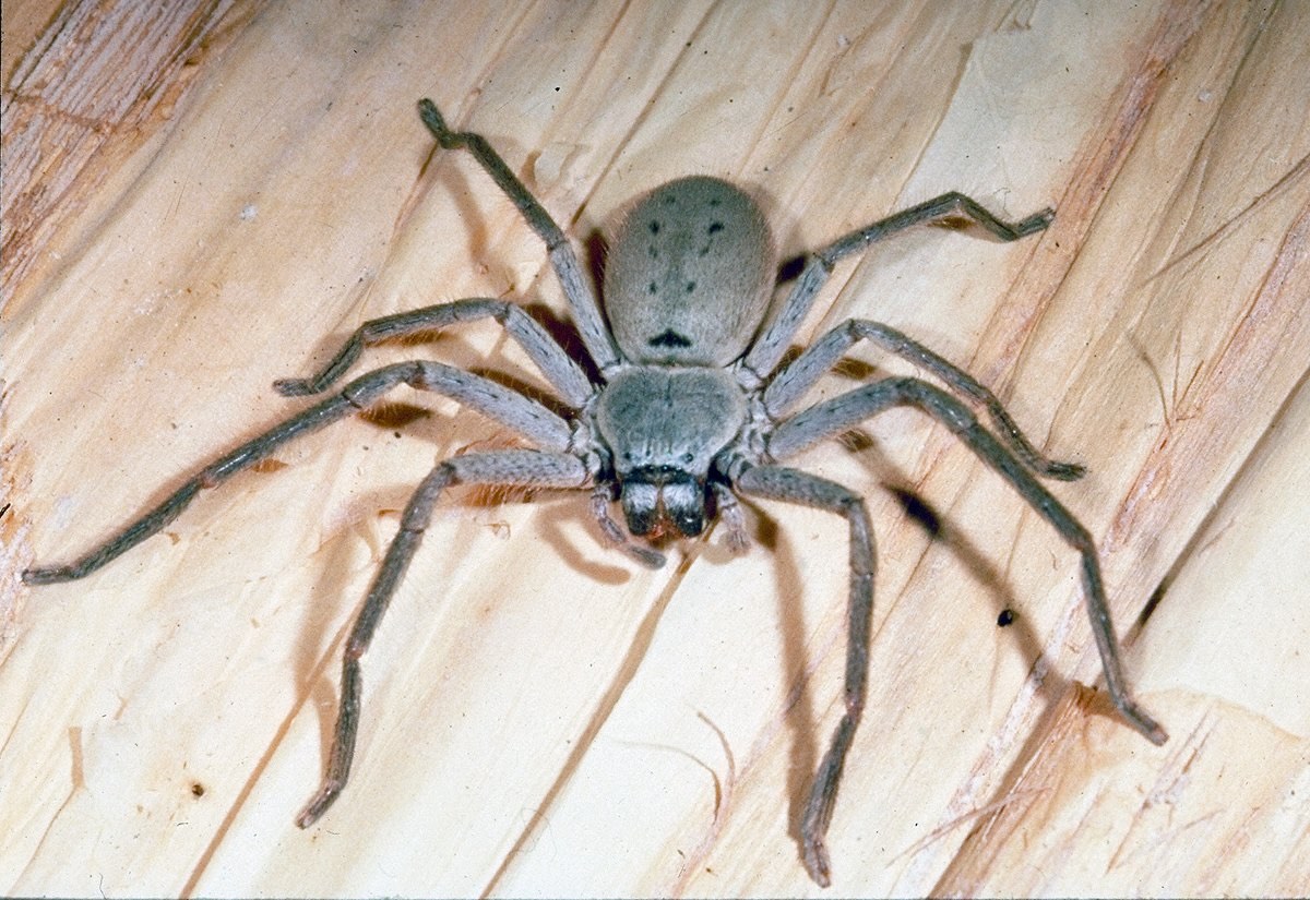 35-facts-about-huntsman-spider