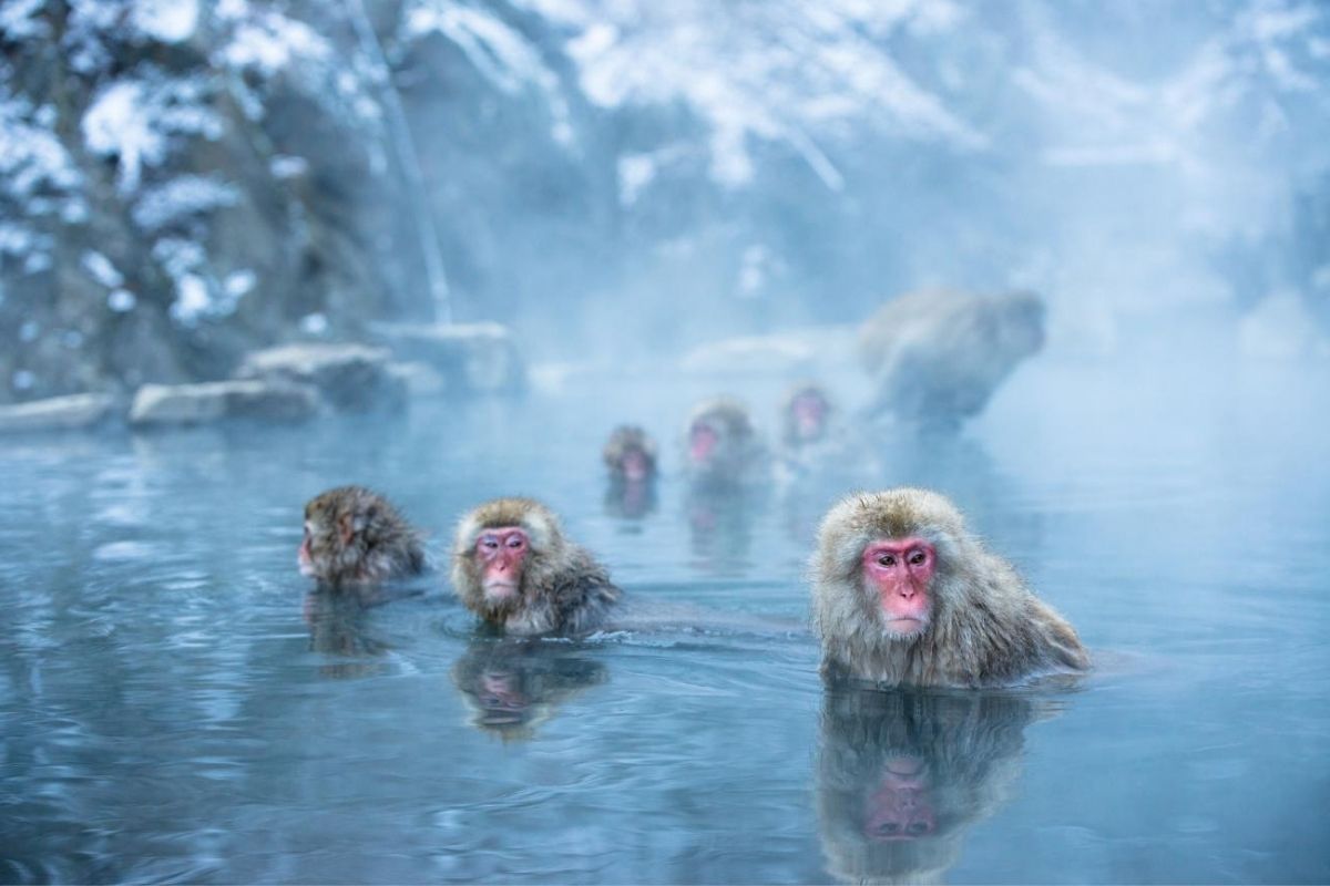 35-facts-about-japanese-snow-monkeys