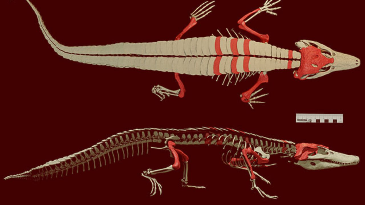 35-facts-about-jurassic-crocodile-tail-study