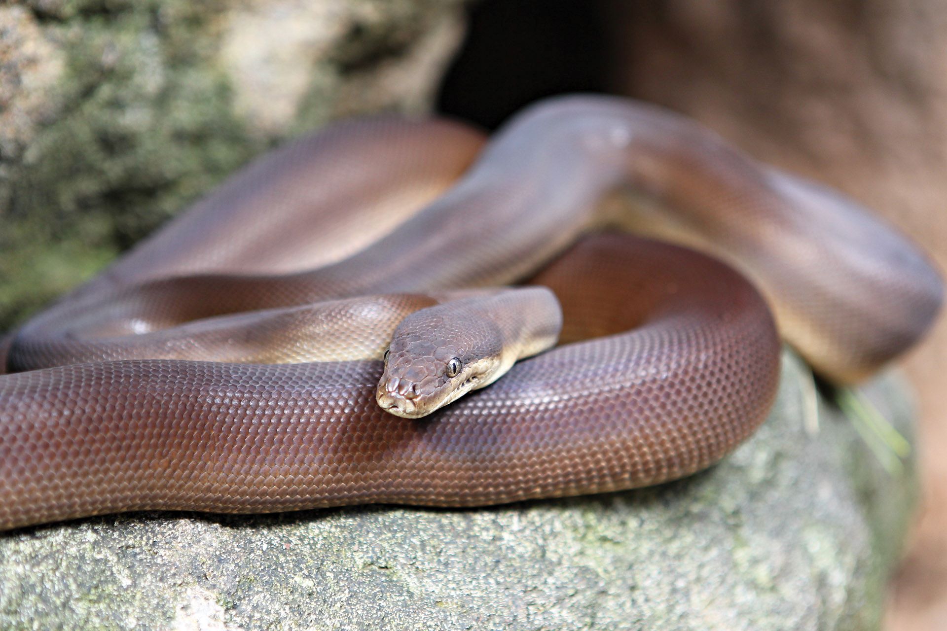 35-facts-about-olive-python