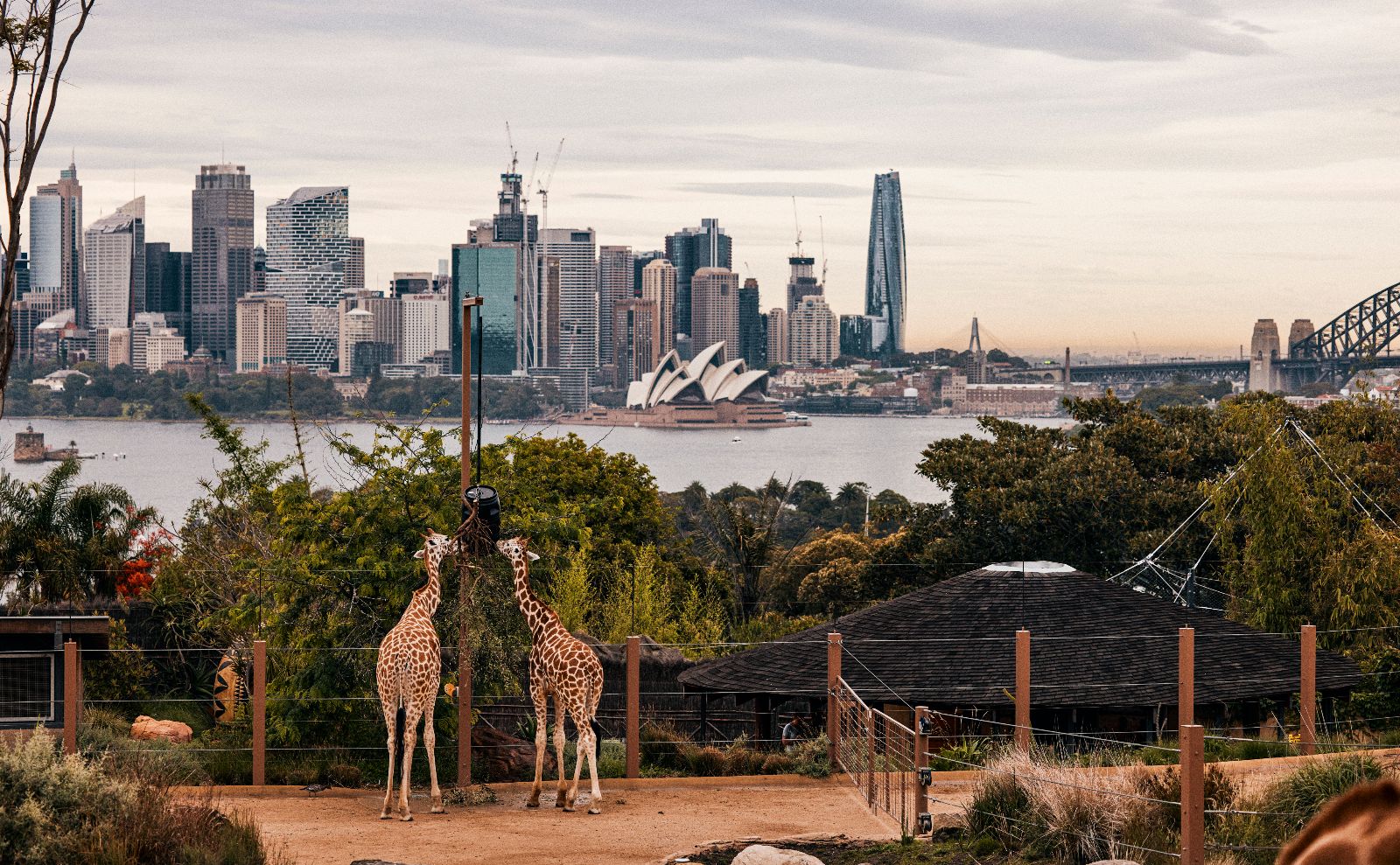 35-facts-about-sydney-zoo