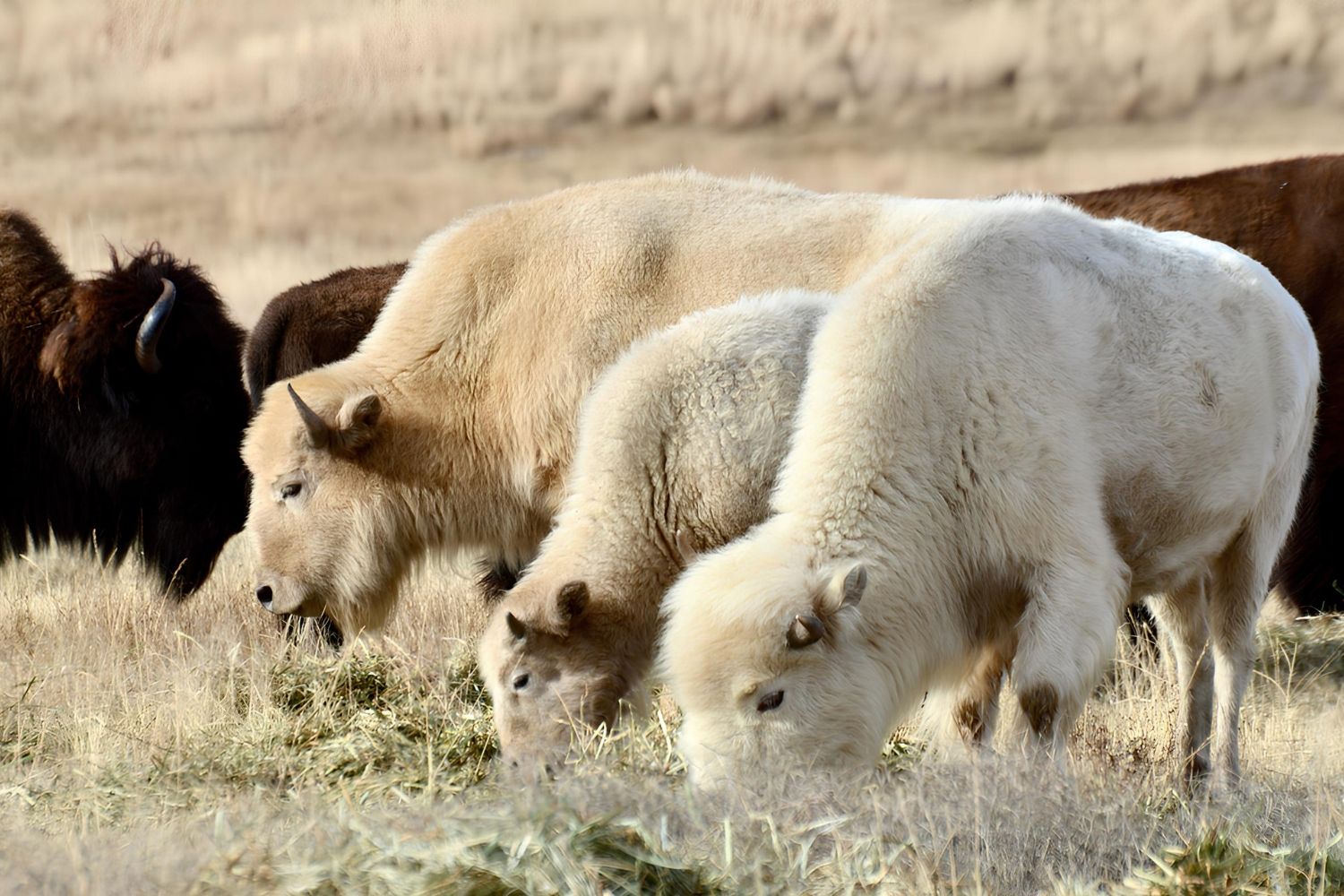 35-facts-about-white-bison-wyoming