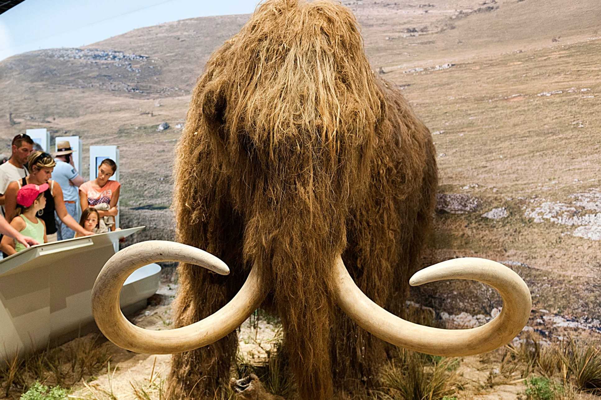 35-facts-about-woolly-mammoth-resurrection