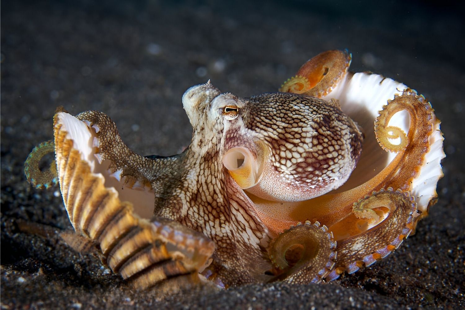37 Facts About Coconut Octopus Facts 37 Facts About Coconut Octopus Facts