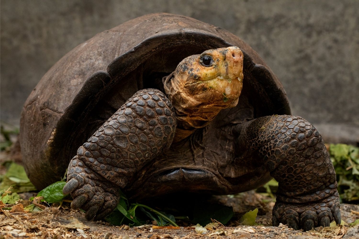 37-facts-about-fernandina-giant-tortoise