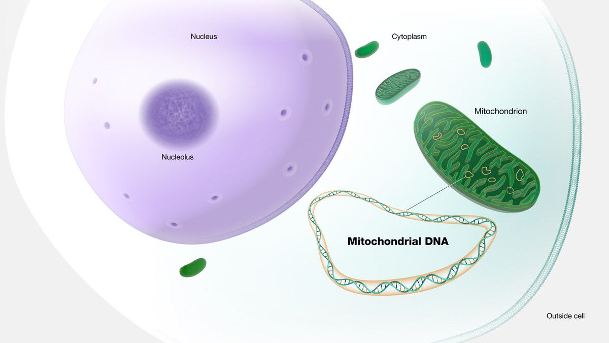 40-facts-about-mitochondrial-trifunctional-protein-deficiency