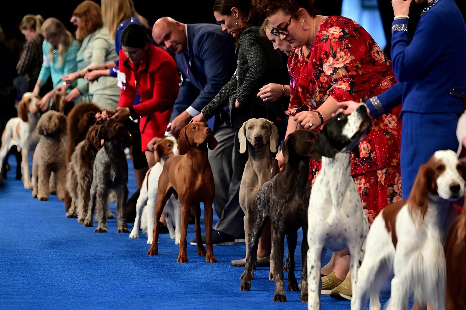 45-facts-about-national-dog-show