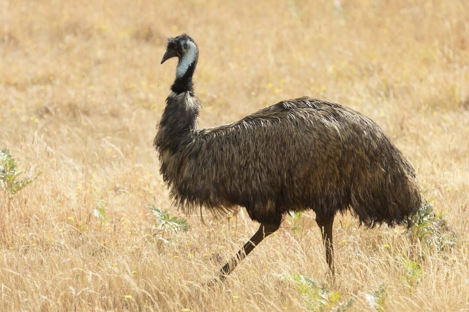 50-facts-about-emu-war