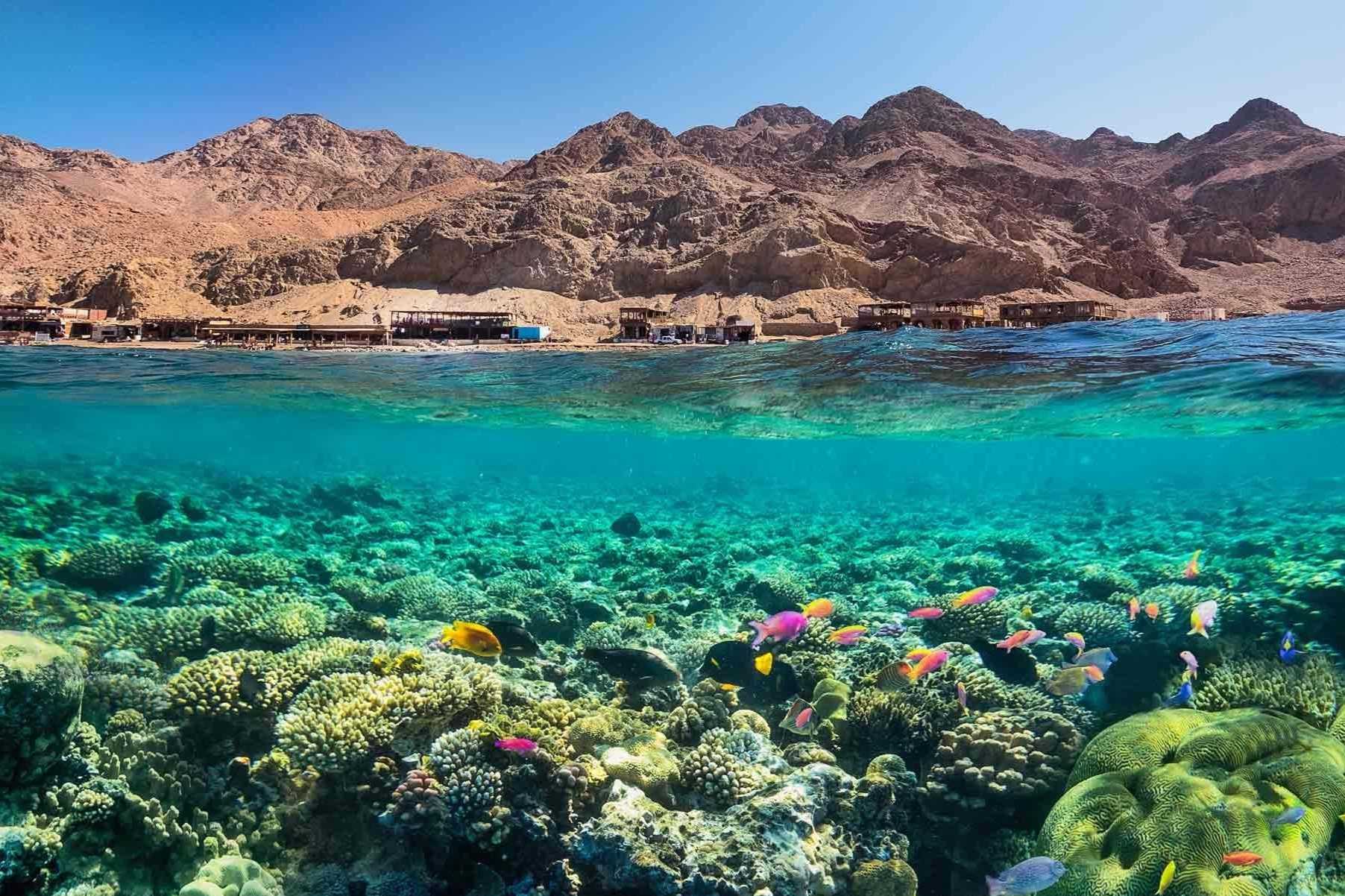 12 Surprising Facts About Red Sea Coral Reef Facts