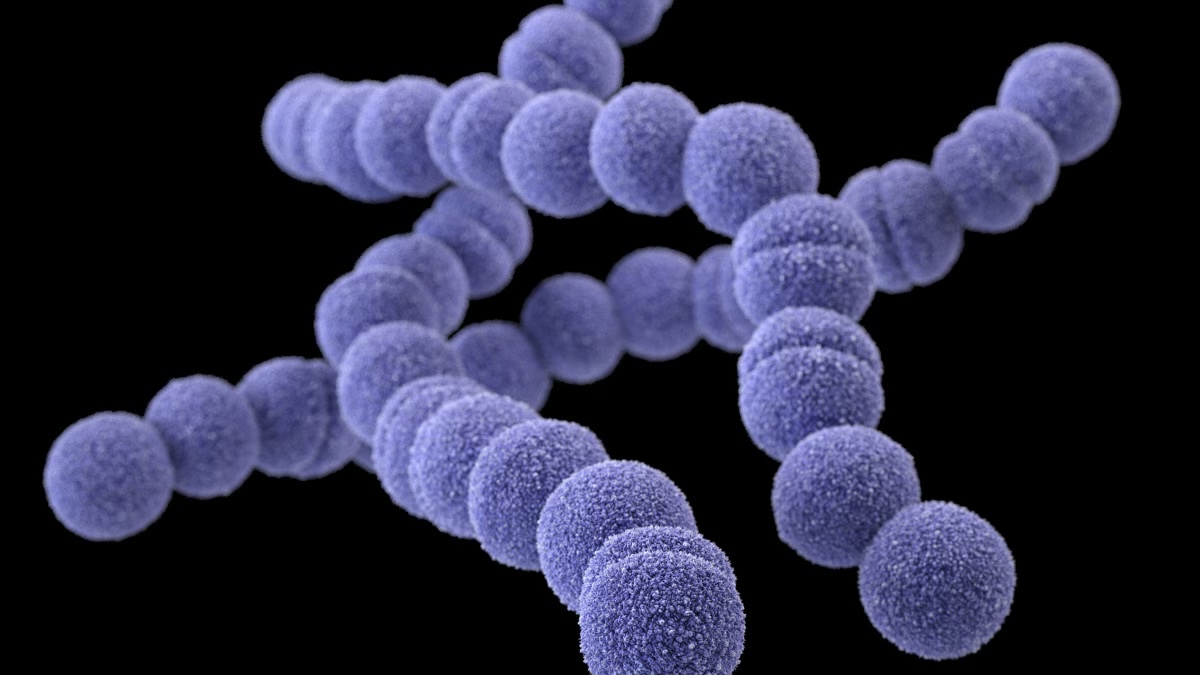 50-facts-about-streptococcus