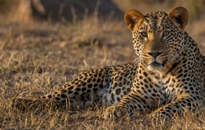 14 Incredible Facts About Wildlife Holidays and Their Impact on Conservation 