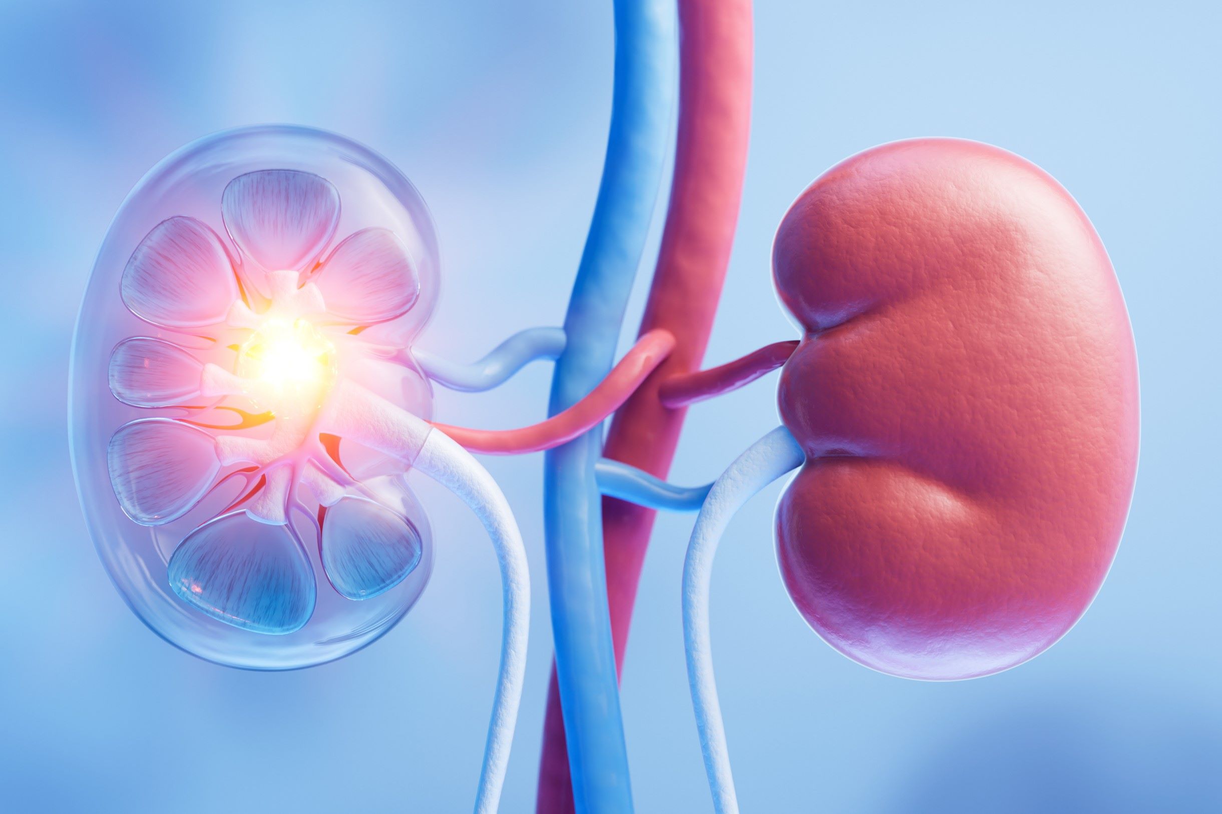 25-facts-about-renal-agenesis-meningomyelocele-mullerian-defect