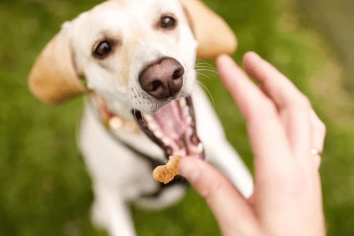 28-facts-about-freeze-dried-dog-treats