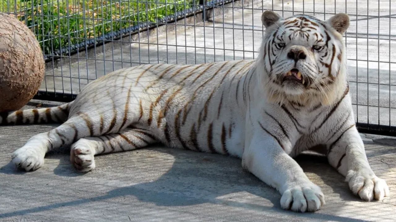 32 Facts About Down Syndrome In Animals Facts 32 Facts About Down Syndrome In Animals Facts