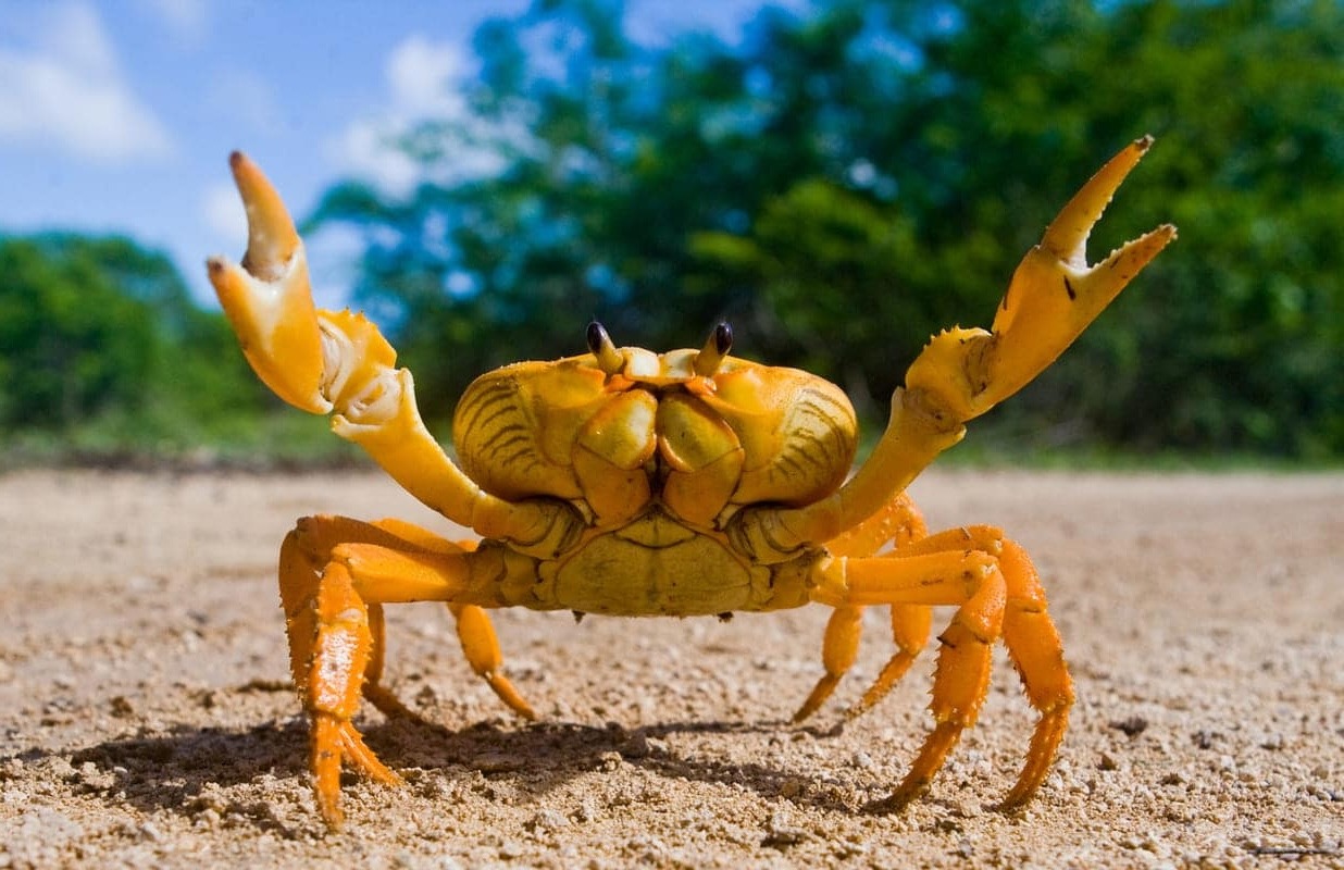 33-facts-about-crab-mentality