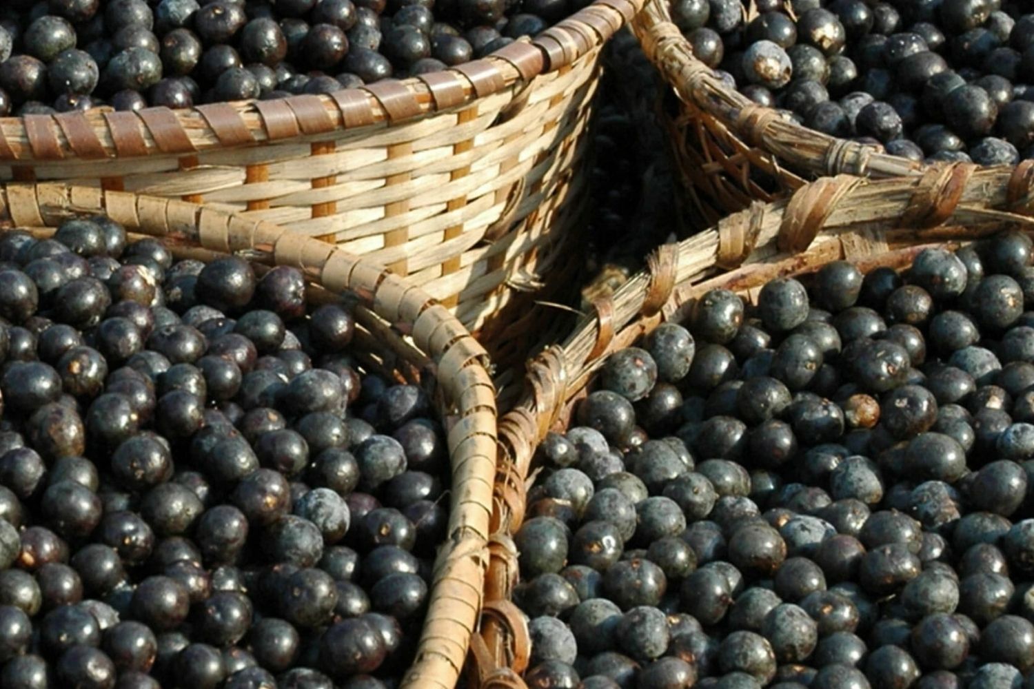 34-facts-about-acai