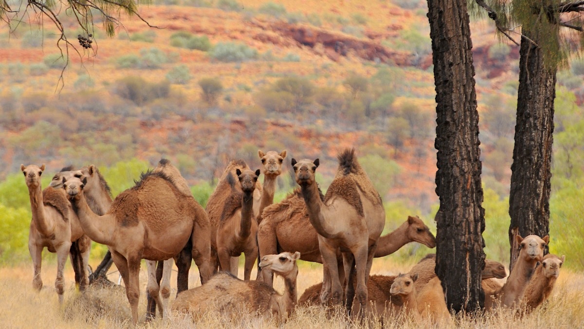 34-facts-about-australia-camels