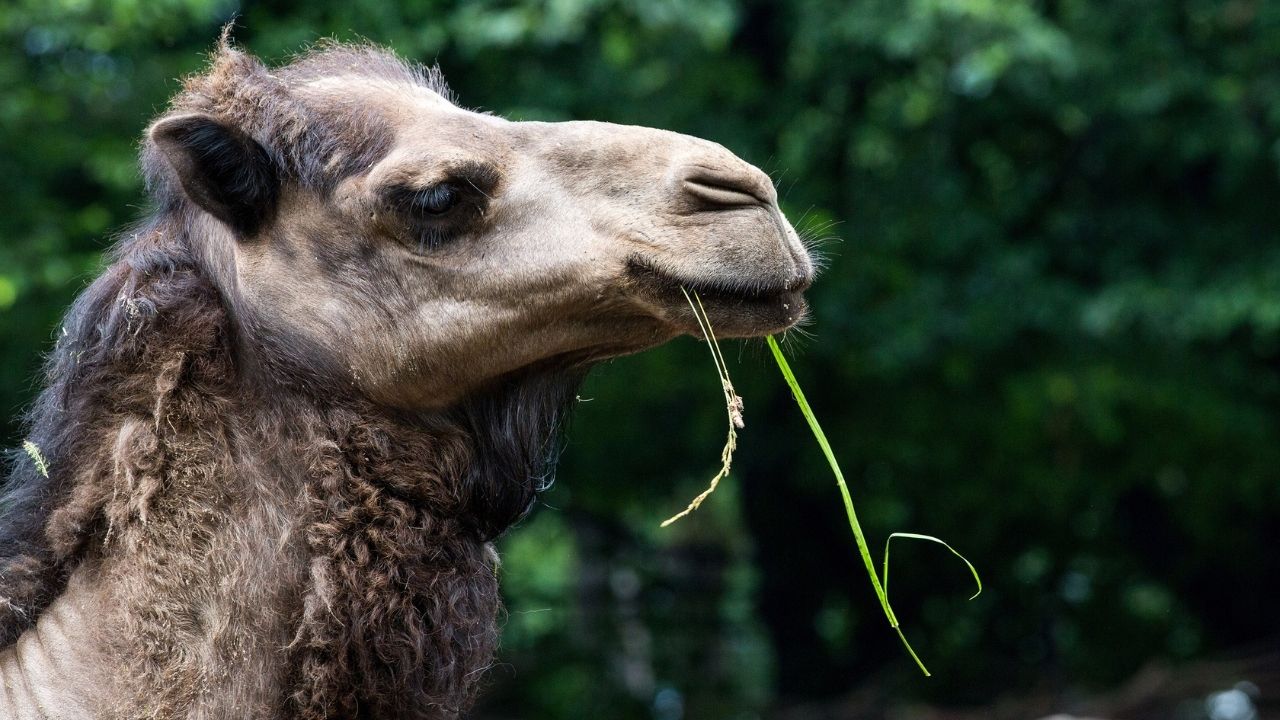 34-facts-about-camel-attacks-human