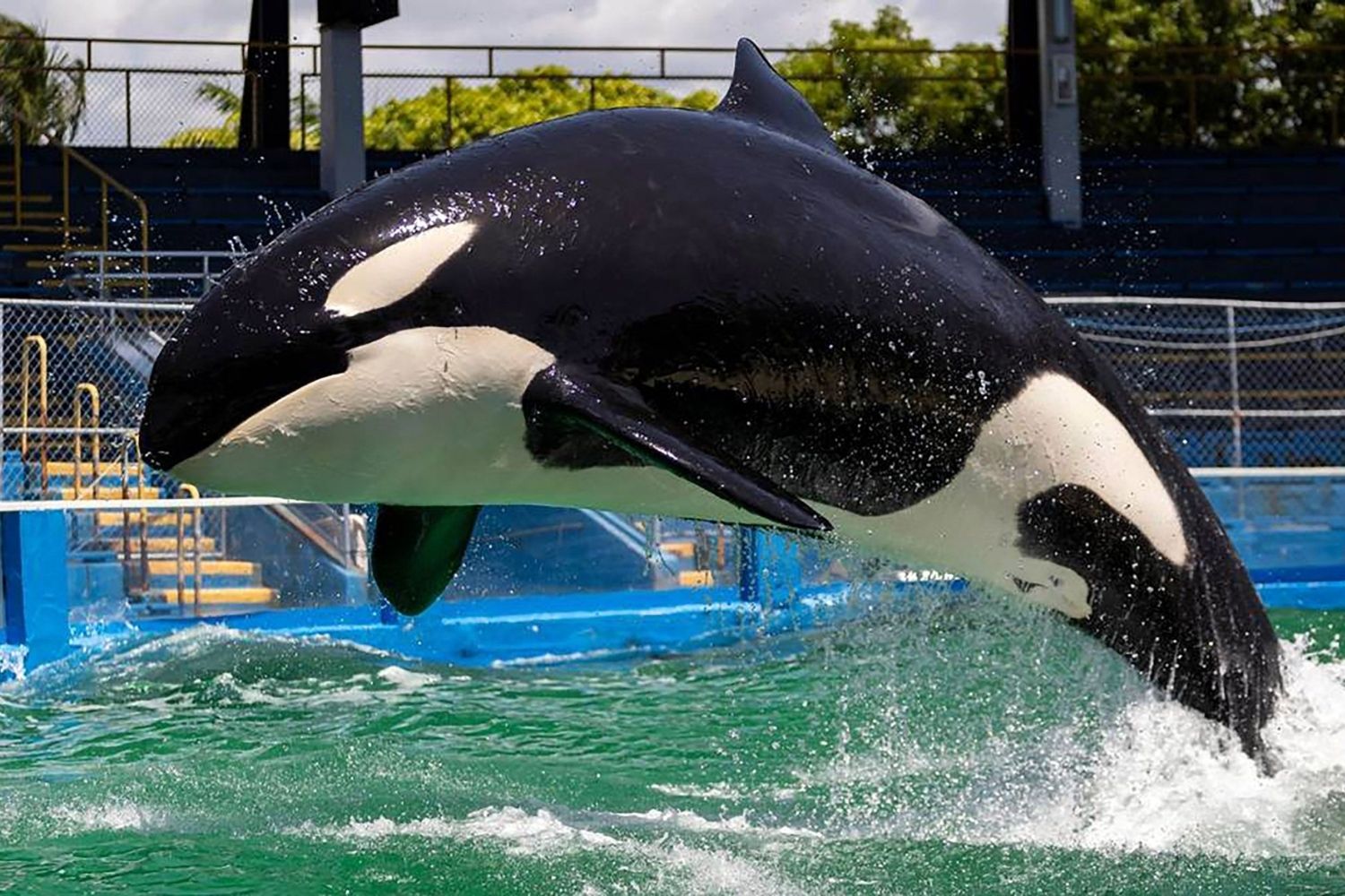 34-facts-about-lolita-the-orca