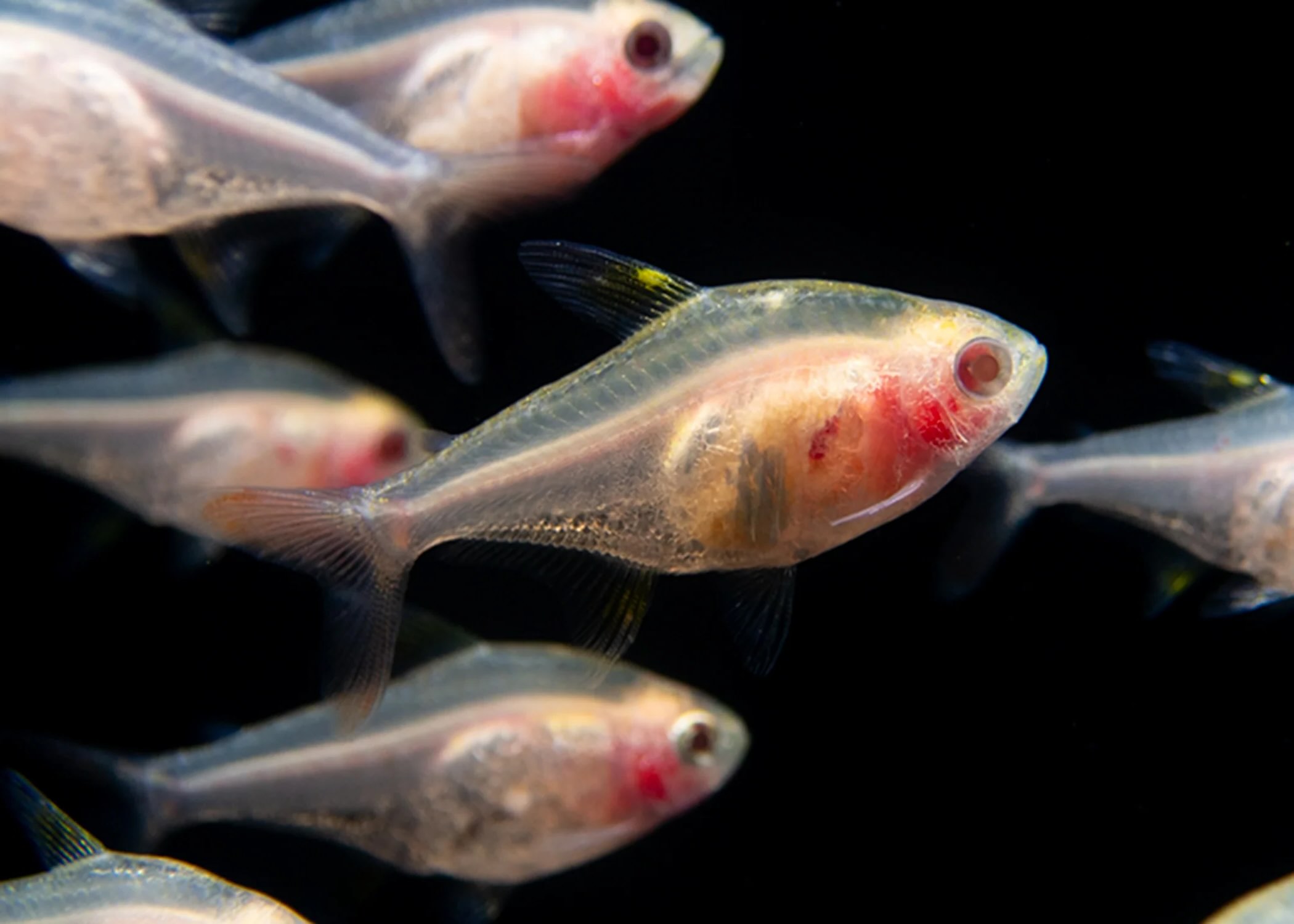 11 X Ray Fish Facts Facts