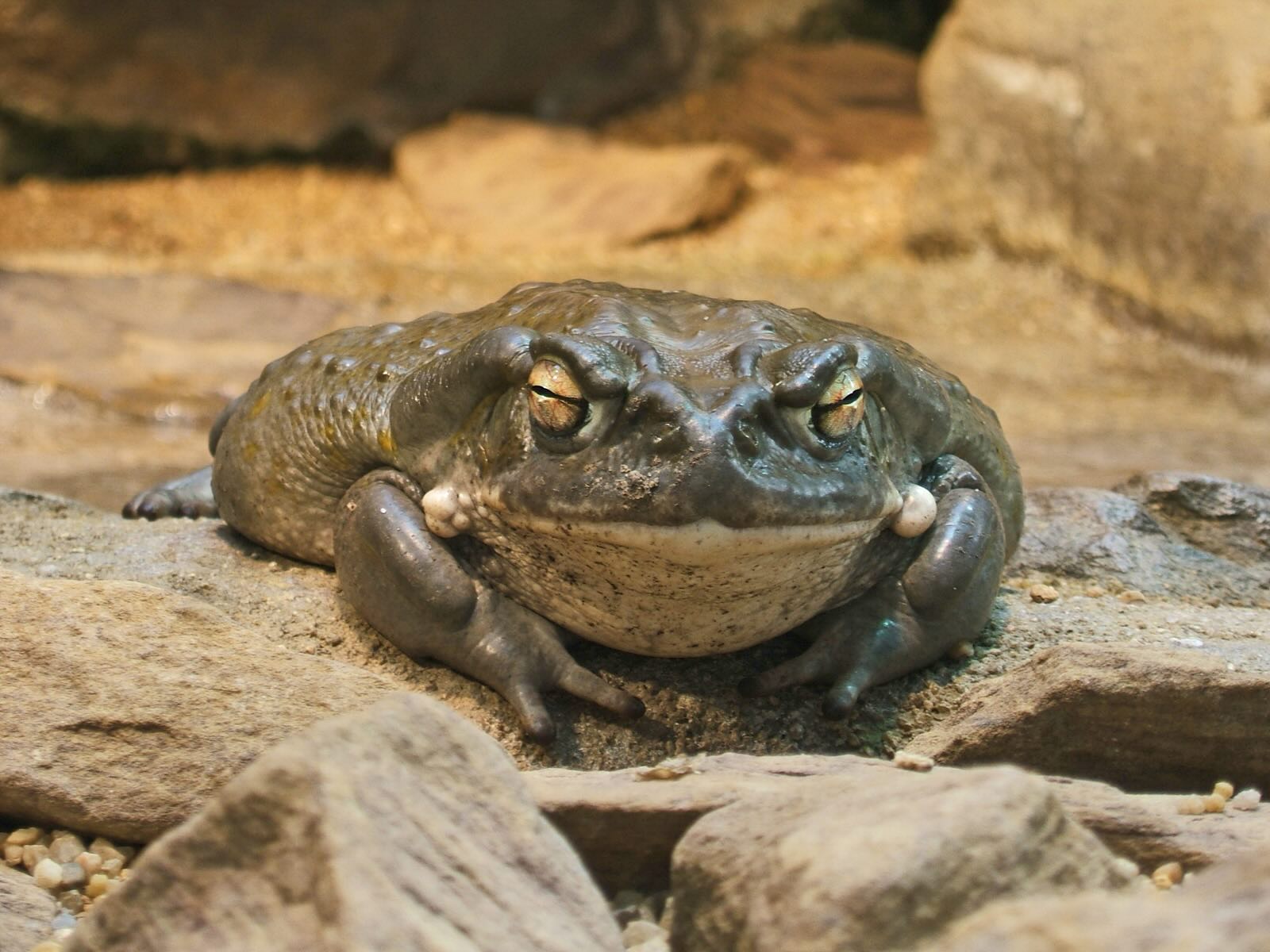 35-facts-about-colorado-river-toad-toxin